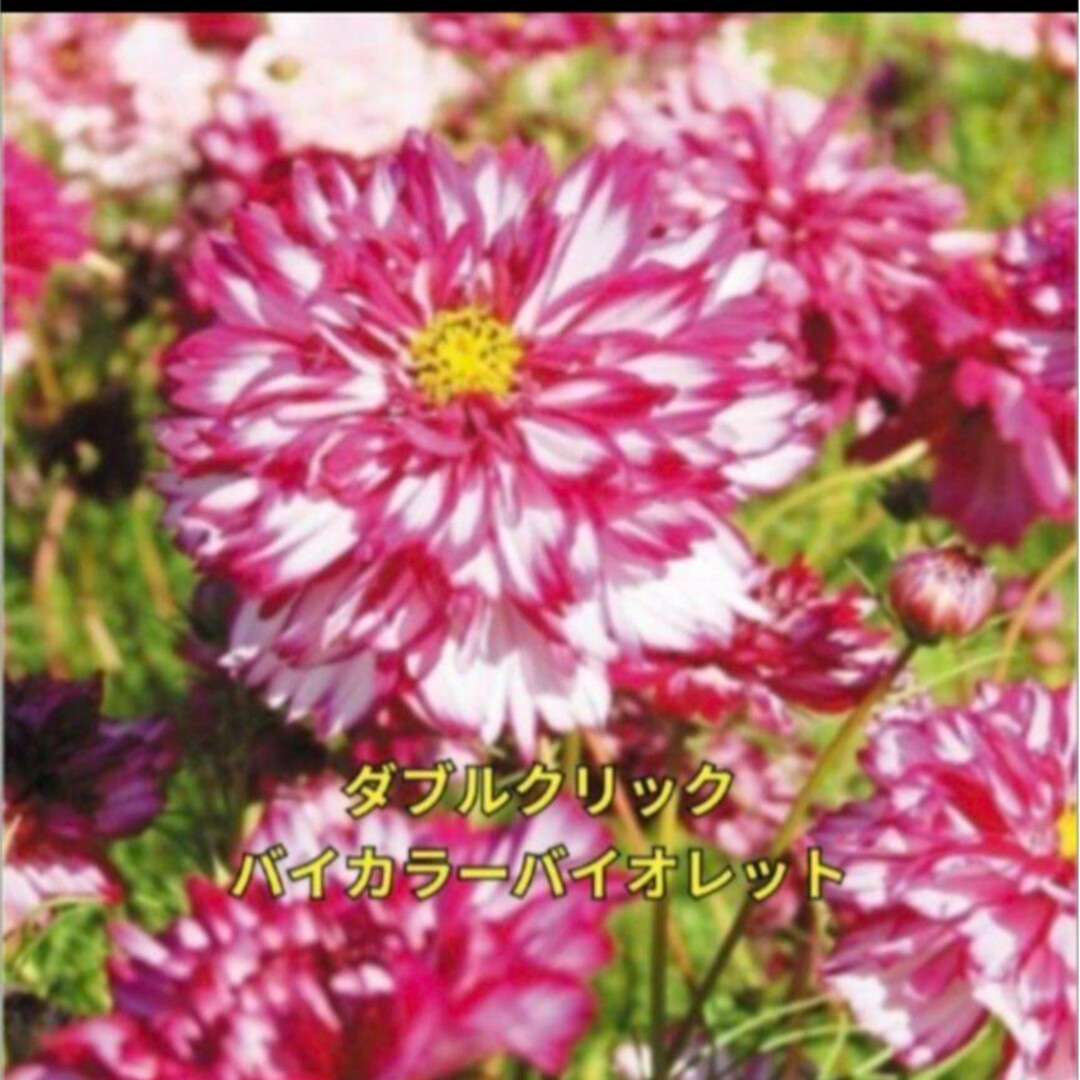 コスモス 種 花の種  ❁⃘*.゜綺麗な数種類のミックス種 花の苗 ハンドメイドのフラワー/ガーデン(その他)の商品写真