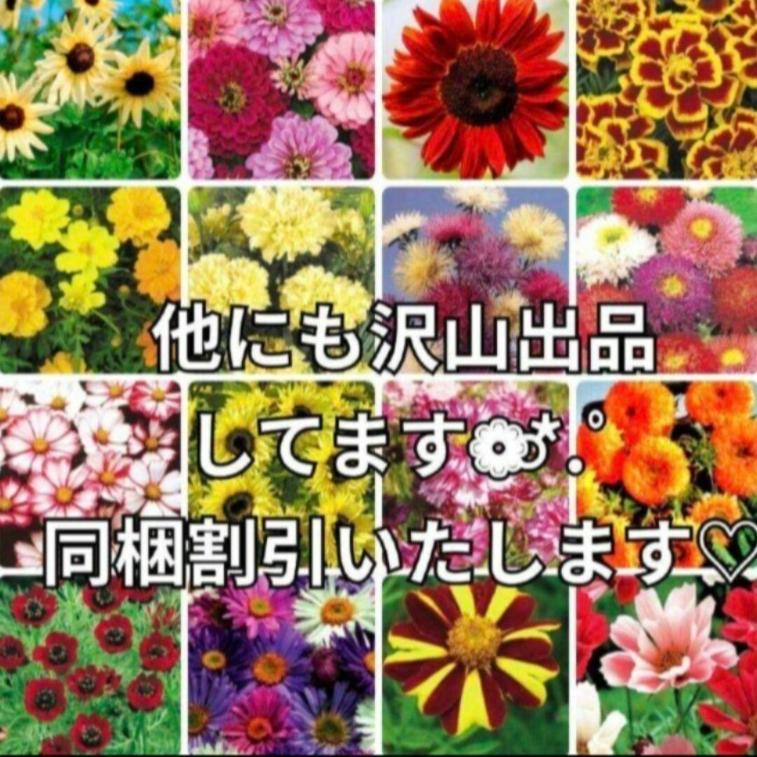 コスモス 種 花の種  ❁⃘*.゜綺麗な数種類のミックス種 花の苗 ハンドメイドのフラワー/ガーデン(その他)の商品写真