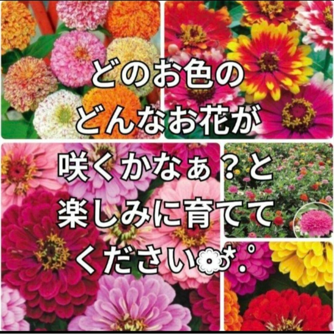 花の種 春撒き《カラフルミックス種》百日草《ジニア》種子 花の苗 ハンドメイドのフラワー/ガーデン(その他)の商品写真