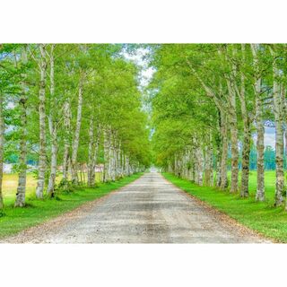 M48 白樺並木道/十勝平野/北海道/日本の風景/アートパネル(絵画/タペストリー)