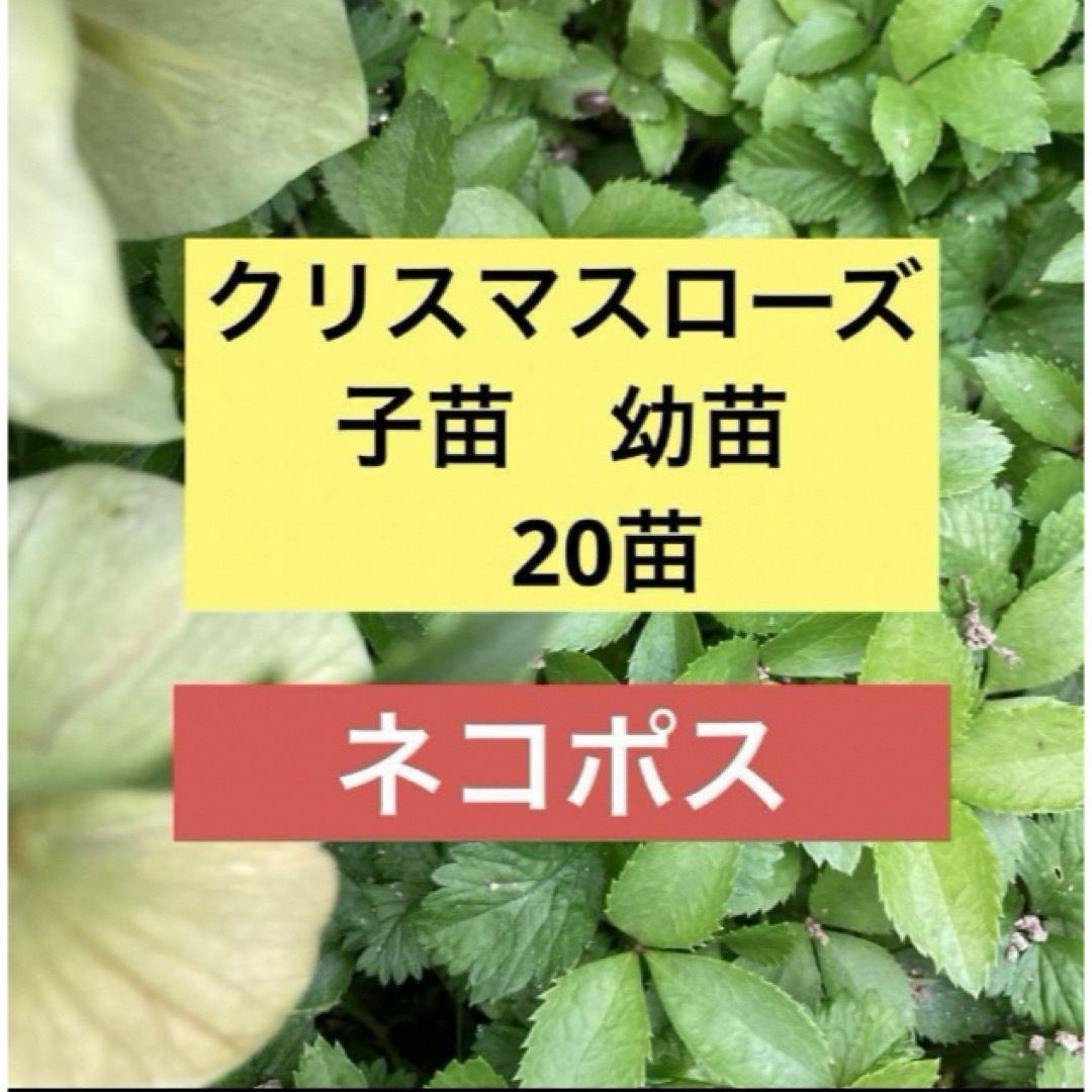 《ネコポス配送》クリスマスローズ苗　子供苗　幼苗　20苗 ハンドメイドのフラワー/ガーデン(その他)の商品写真