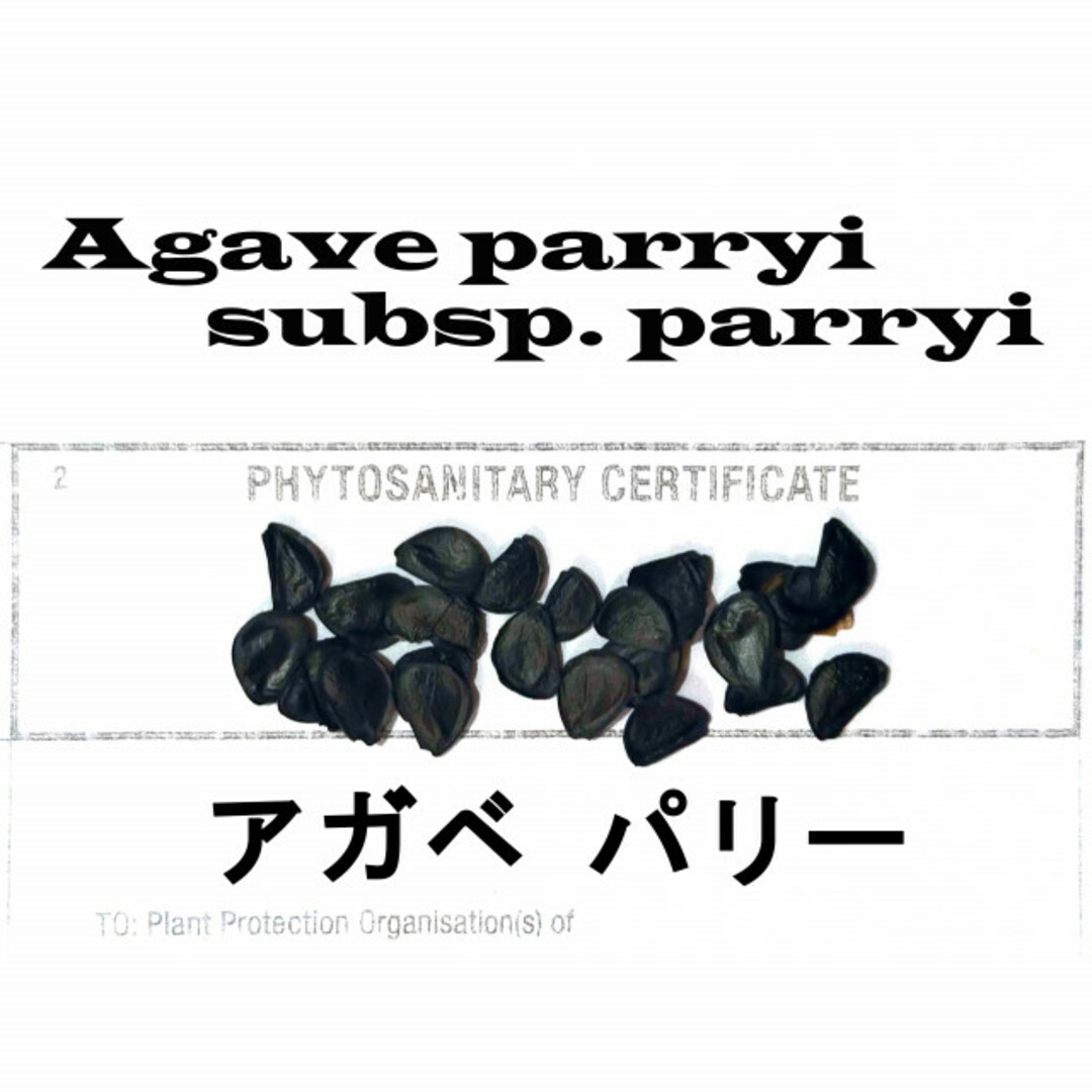 12月入荷 50粒+ パリー 種 種子 証明書あり ハンドメイドのフラワー/ガーデン(その他)の商品写真