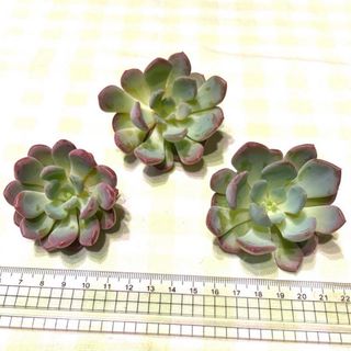 多肉植物 ピンクジェニー カット苗(その他)