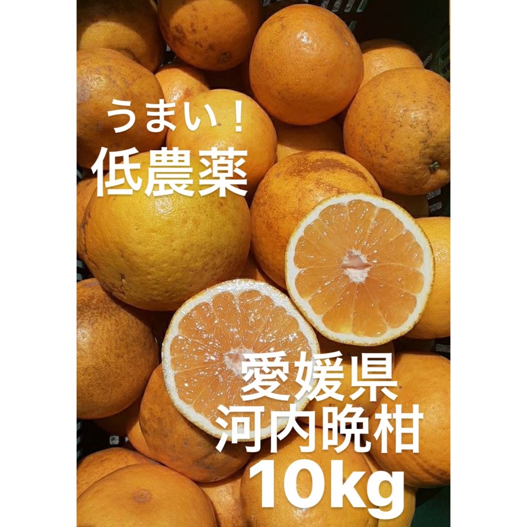 愛媛県産　低農薬　宇和ゴールド　河内晩柑　柑橘　10kg 食品/飲料/酒の食品(フルーツ)の商品写真