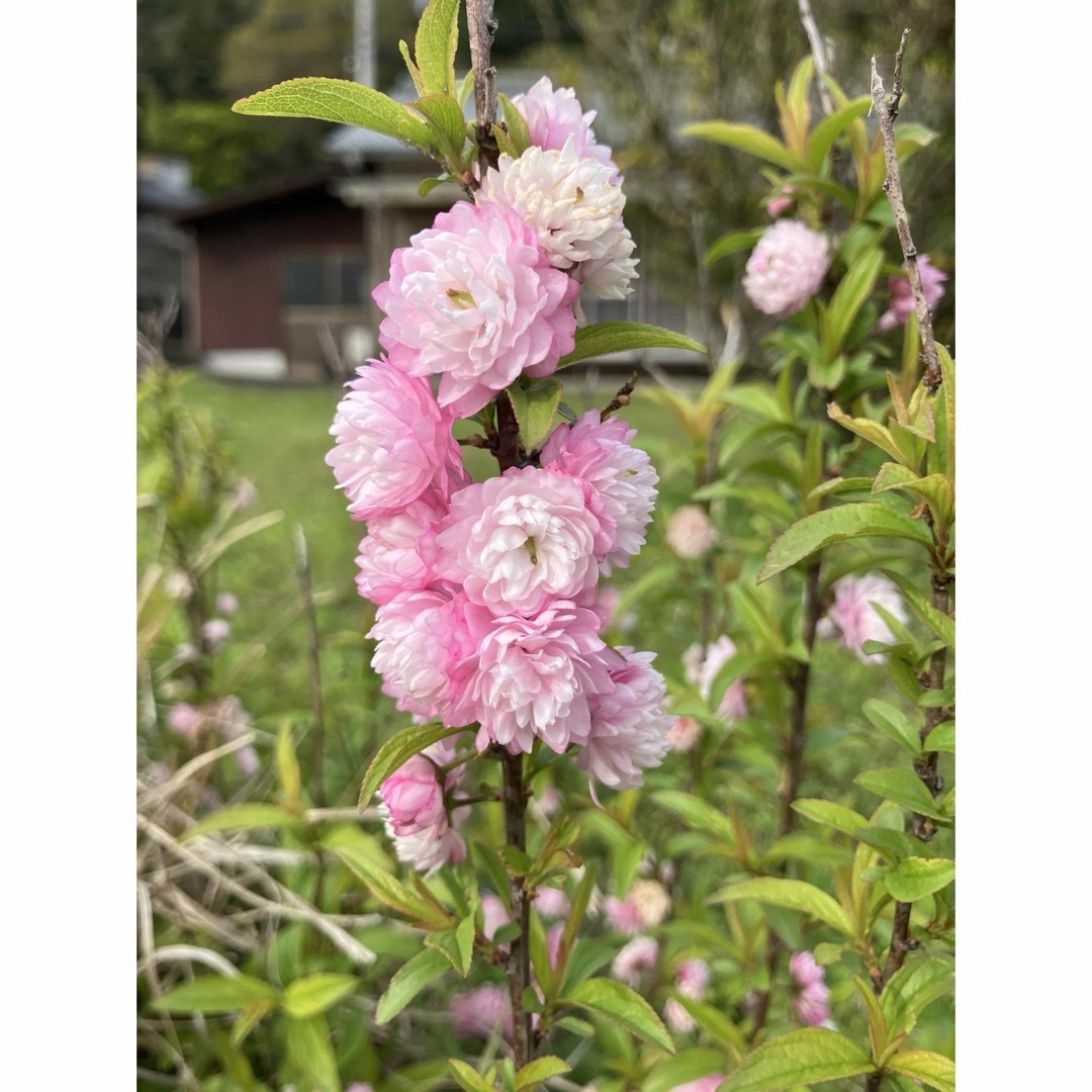 庭桜(小苗) ハンドメイドのフラワー/ガーデン(プランター)の商品写真