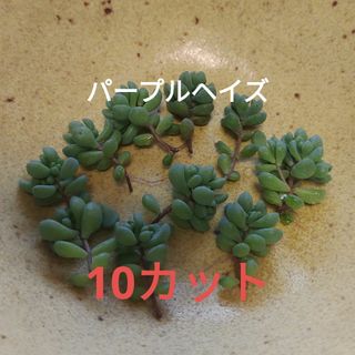 多肉植物　セダム【パープルヘイズ・虹の玉】(その他)