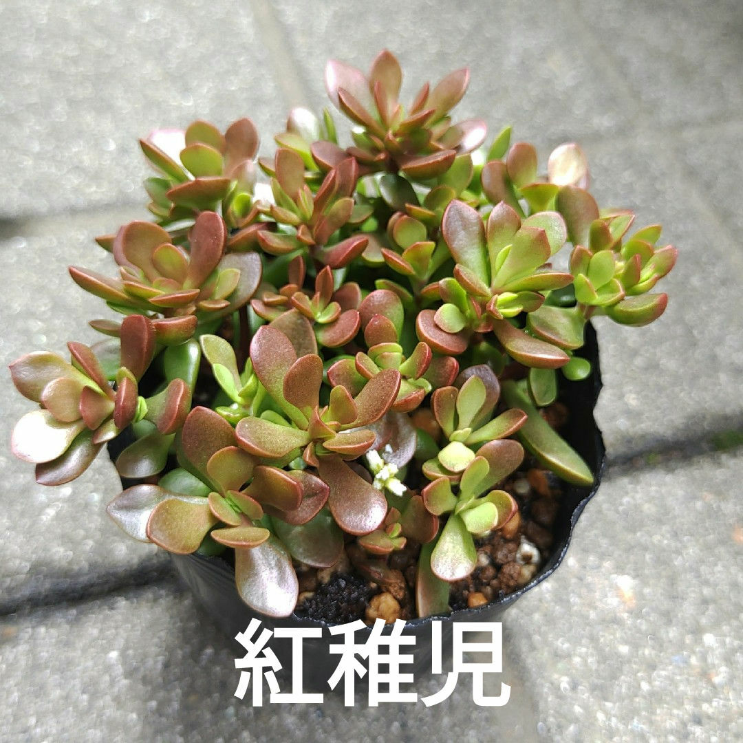 多肉植物【紅稚児】抜き苗 ハンドメイドのフラワー/ガーデン(その他)の商品写真