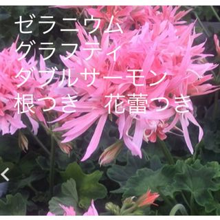 ゼラニウム　グラフティダブルサーモン　根つき　花蕾つき(その他)