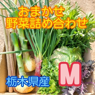 【数量・期間限定】おまかせ野菜詰め合わせBOX【M】(野菜)