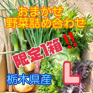 【数量・期間限定】おまかせ野菜詰め合わせBOX【L】(野菜)