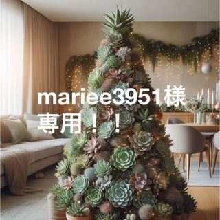 mariee3951様専用ページ！多肉バイキング26苗(その他)