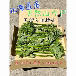 新鮮 北海道産 天然山ウド 天ぷら用穂先(野菜)