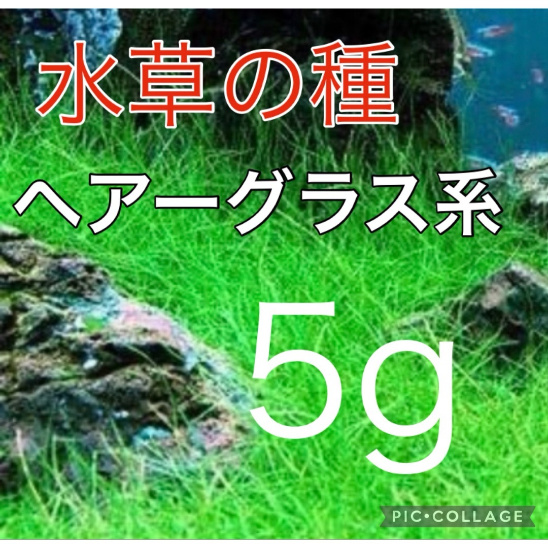 種から育てる水草　水草の種【ショートヘアーグラス系】5g その他のペット用品(アクアリウム)の商品写真