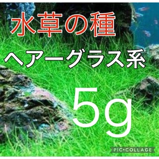 種から育てる水草　水草の種【ショートヘアーグラス系】5g(アクアリウム)