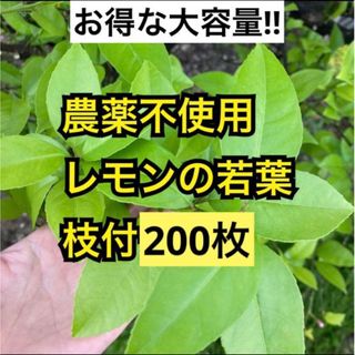 農薬不使用　レモンの若葉　枝付200枚(虫類)