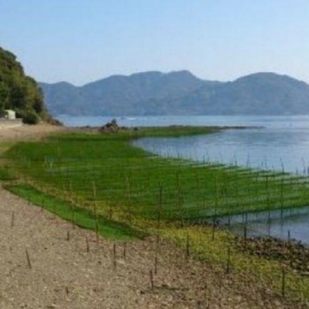 4月22日収穫終了 鹿児島県長島町産あおさ あおさのり 乾燥あおさ 食品/飲料/酒の食品(野菜)の商品写真