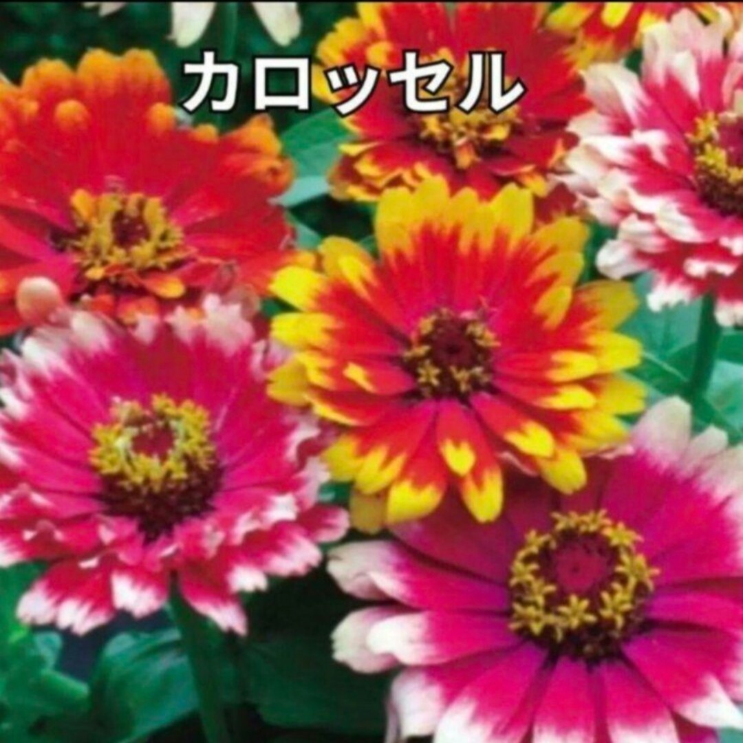 花の種 百日草《ジニア》 珍しい品種も♡ ミックス種 30粒 ハンドメイドのフラワー/ガーデン(その他)の商品写真