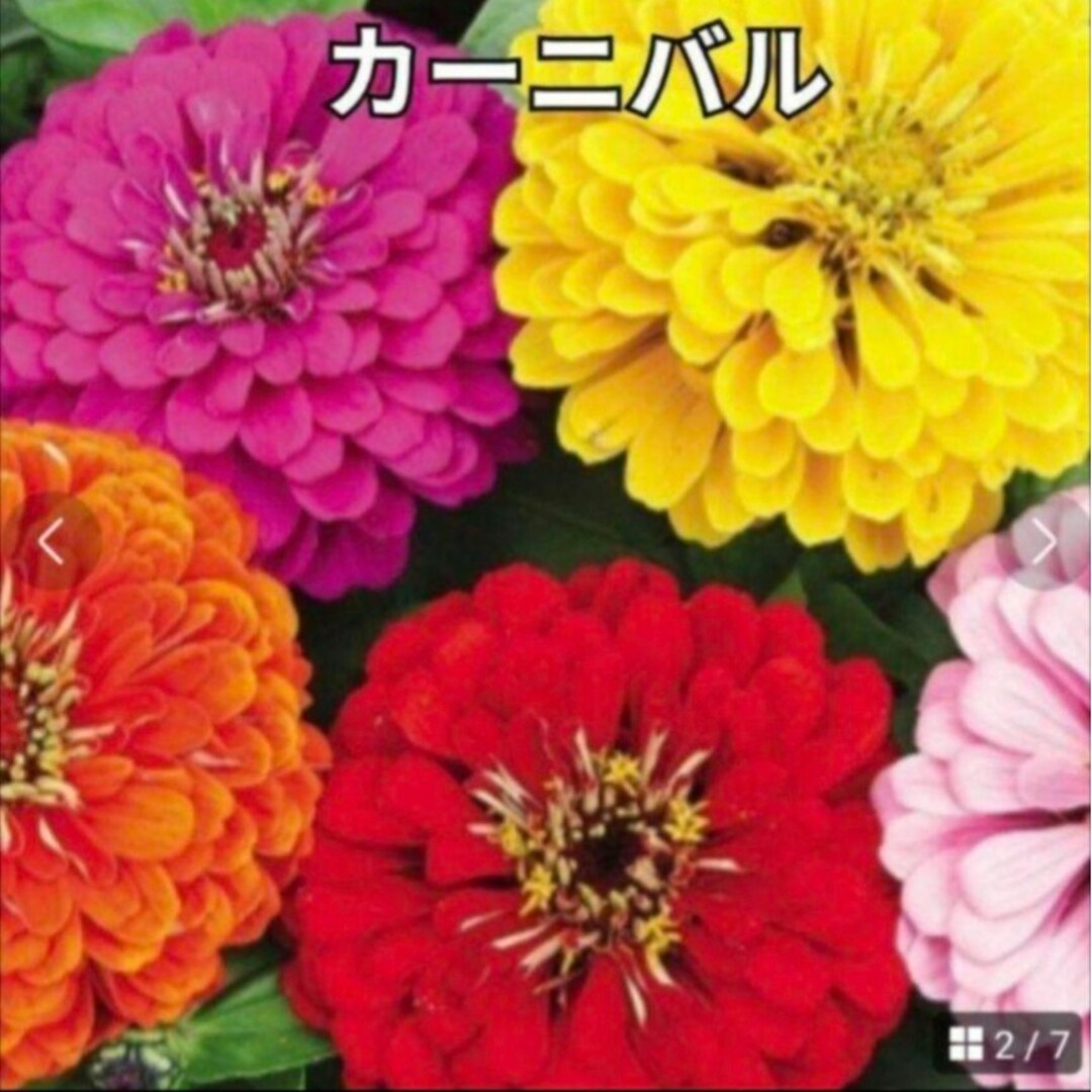 花の種 百日草《ジニア》 珍しい品種も♡ ミックス種 30粒 ハンドメイドのフラワー/ガーデン(その他)の商品写真