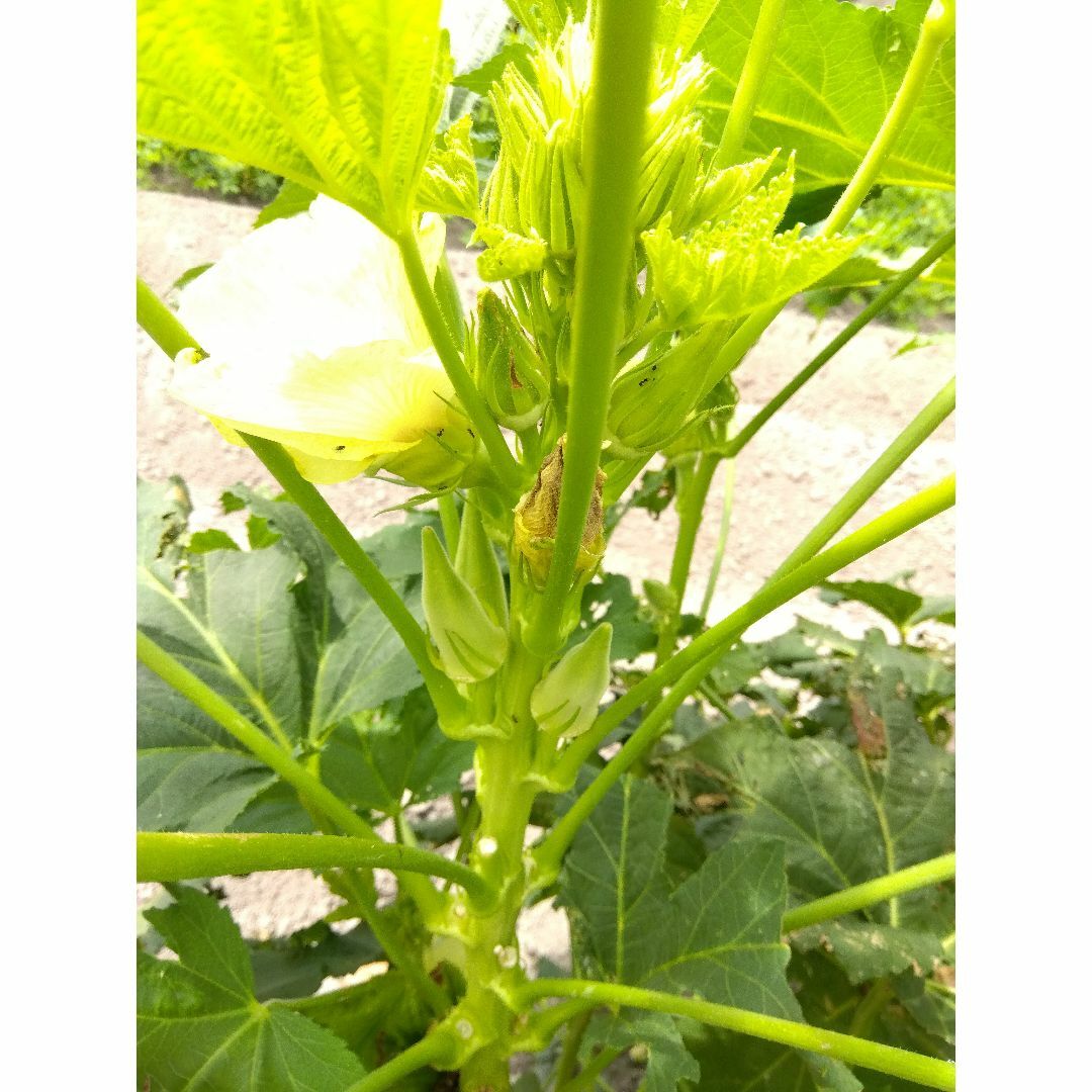 【ポットで発送】4株　オクラ　ヘルシエ　野菜苗　農薬不使用 ハンドメイドのフラワー/ガーデン(その他)の商品写真