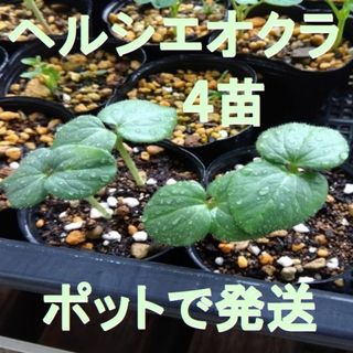 【ポットで発送】4株　オクラ　ヘルシエ　野菜苗　農薬不使用(その他)