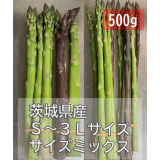 S～3Lサイズ 500g 朝採り!! 産地直送 アスパラガス　ホワイト 新鮮(野菜)
