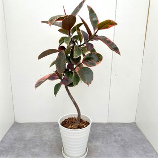 フィカス　ルビー　曲がり　23【現品】観葉植物(その他)