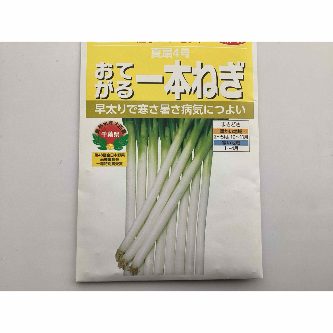 ネギ苗　一本ねぎ６０本　購入後収穫 食品/飲料/酒の食品(野菜)の商品写真