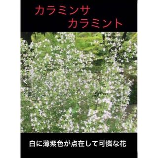 岐阜産  無農薬、ハーブ  シソ科、多年草、カラミンサ、カラミント抜き苗2株(プランター)