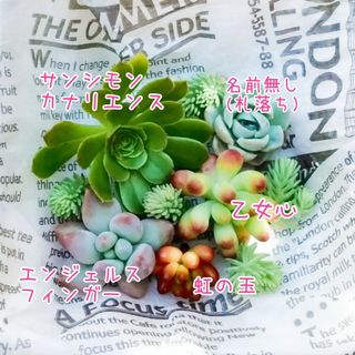 【多肉植物】ｴﾝｼﾞｪﾙｽﾌｨﾝｶﾞｰ 乙女心 虹の玉etc.カット苗 寄植え(その他)