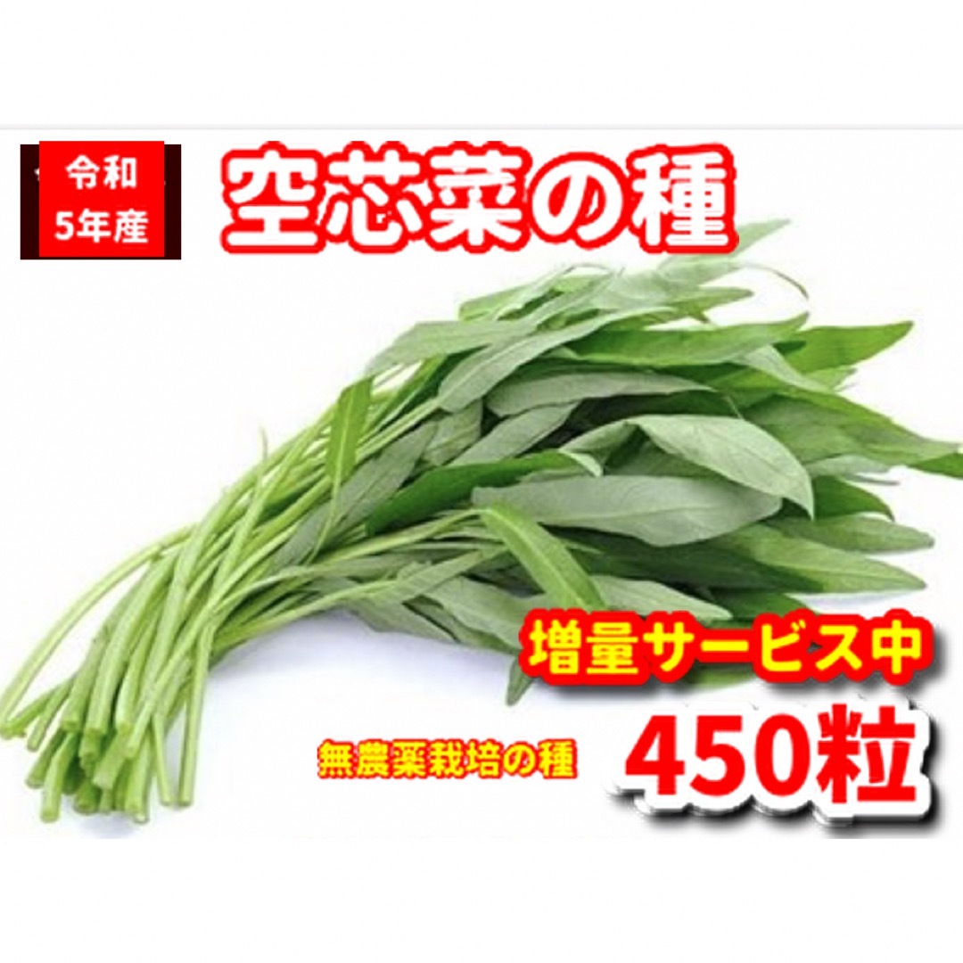 空芯菜種22g【450粒前後】農薬:栽培期間中不使用の種★ベトナムの栽培方法記載 食品/飲料/酒の食品(野菜)の商品写真