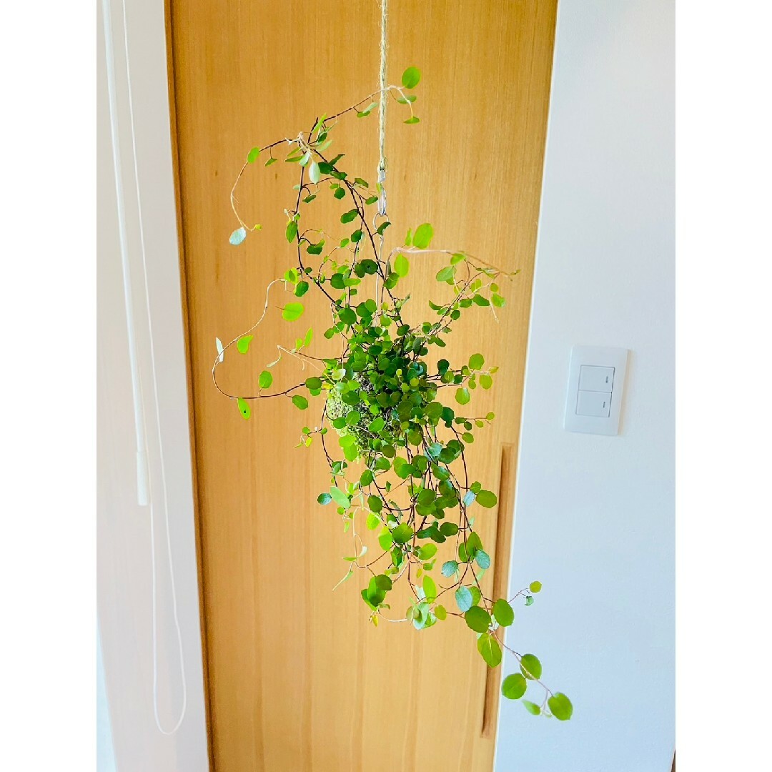 ワイヤープランツの苔玉　ハンギング　観葉植物 ハンドメイドの生活雑貨(キッチン小物)の商品写真