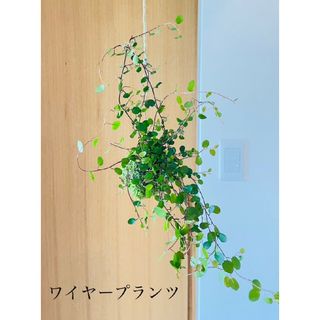 ワイヤープランツの苔玉　ハンギング　観葉植物(キッチン小物)