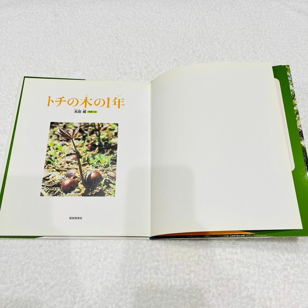 トチの木の1年 エンタメ/ホビーの本(絵本/児童書)の商品写真