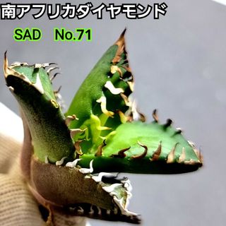 極上株　SAD　南アフリカダイヤモンド　No.71　強棘株　白い鋸歯の幅が大きい(その他)