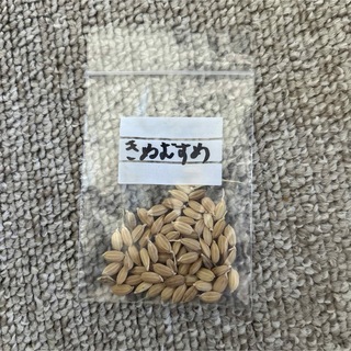お米の芽(米/穀物)