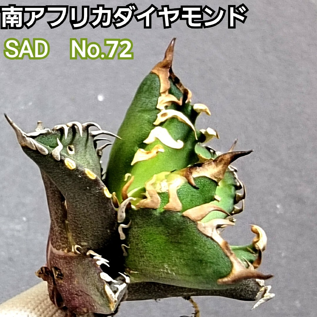 極上株　SAD　南アフリカダイヤモンド　No.72　強棘株　白い鋸歯の幅が大きい ハンドメイドのフラワー/ガーデン(その他)の商品写真