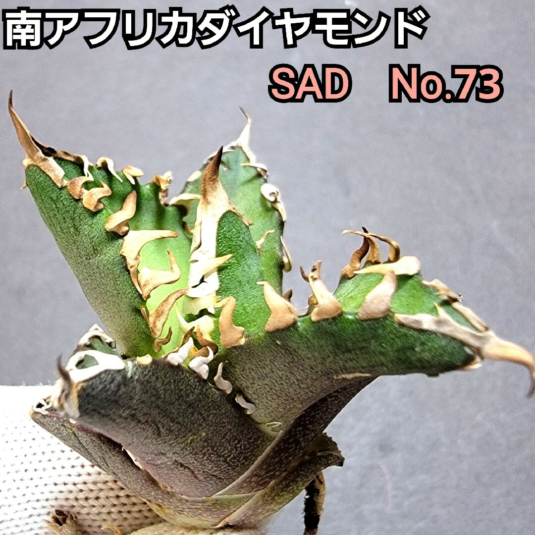 極上株　SAD　南アフリカダイヤモンド　No.73　強棘株　白い鋸歯の幅が大きい ハンドメイドのフラワー/ガーデン(その他)の商品写真