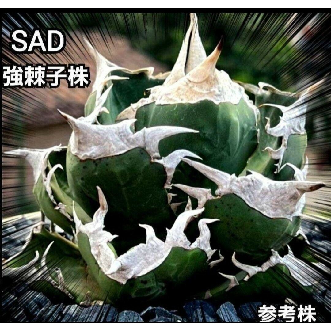 極上株　SAD　南アフリカダイヤモンド　No.73　強棘株　白い鋸歯の幅が大きい ハンドメイドのフラワー/ガーデン(その他)の商品写真