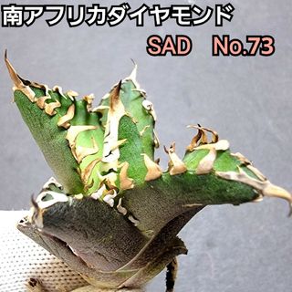 極上株　SAD　南アフリカダイヤモンド　No.73　強棘株　白い鋸歯の幅が大きい(その他)