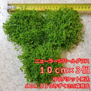 ニューラージパールグラス　１０ｃｍ×３個　ADA　水草　前景草　ゆうパケット発送(アクアリウム)