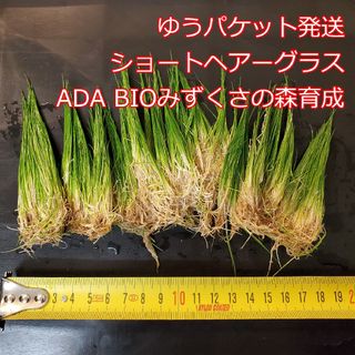 ショートヘアーグラス　1ポット ADA　水草 前景草　ゆうパケット発送(アクアリウム)