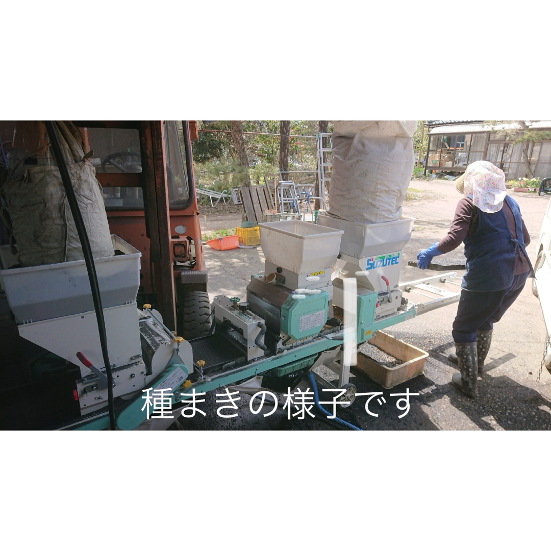 特別栽培高級米 新之助 30㌔玄米 只今胡瓜サービス中 田植え後 特別栽培高級米 新之助 30㌔玄米 只今胡瓜サービス中 田植え後