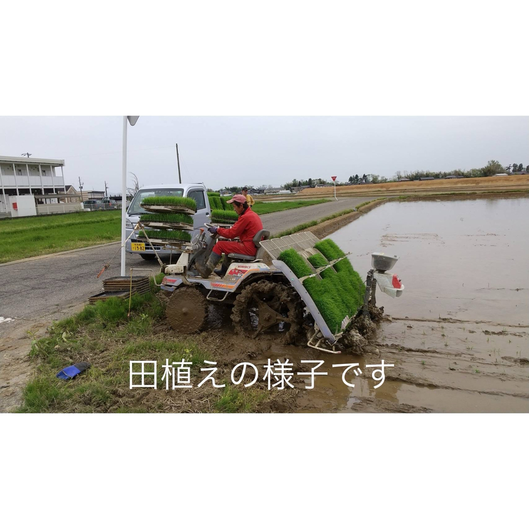 特別栽培高級米 新之助 30㌔玄米 只今胡瓜サービス中 田植え後 特別栽培高級米 新之助 30㌔玄米 只今胡瓜サービス中 田植え後