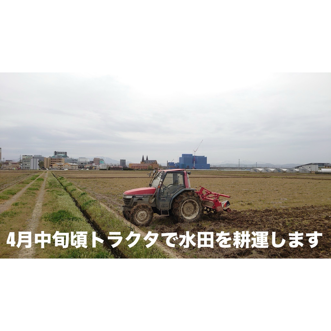 特別栽培高級米 新之助 30㌔玄米 只今胡瓜サービス中 田植え後 特別栽培高級米 新之助 30㌔玄米 只今胡瓜サービス中 田植え後
