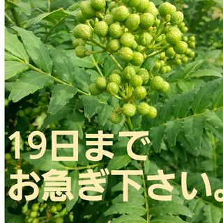 250g　西はりま山椒の実 「あすかの露」無農薬、有機栽培若摘西はりま山椒(調味料)