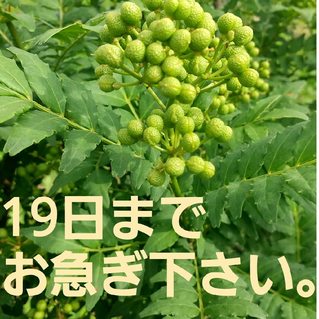 250g　お急ぎ下さい、19日までの期間限定、山椒の実 「あすかの露」無農薬、有 食品/飲料/酒の食品(調味料)の商品写真