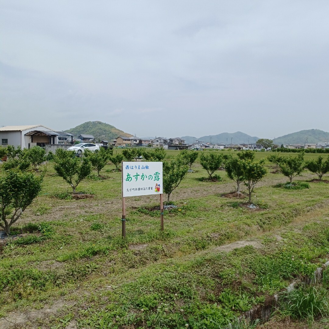 250g　お急ぎ下さい、19日までの期間限定、山椒の実 「あすかの露」無農薬、有 食品/飲料/酒の食品(調味料)の商品写真