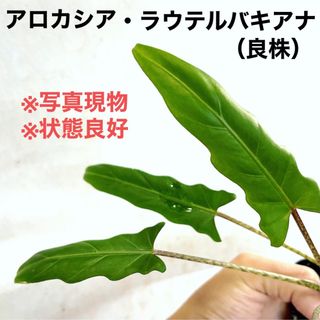 ◆アロカシアラウテルバキアナ  #植物さかな屋　#Alocasia (その他)