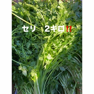 セリ　2キロ‼️(野菜)