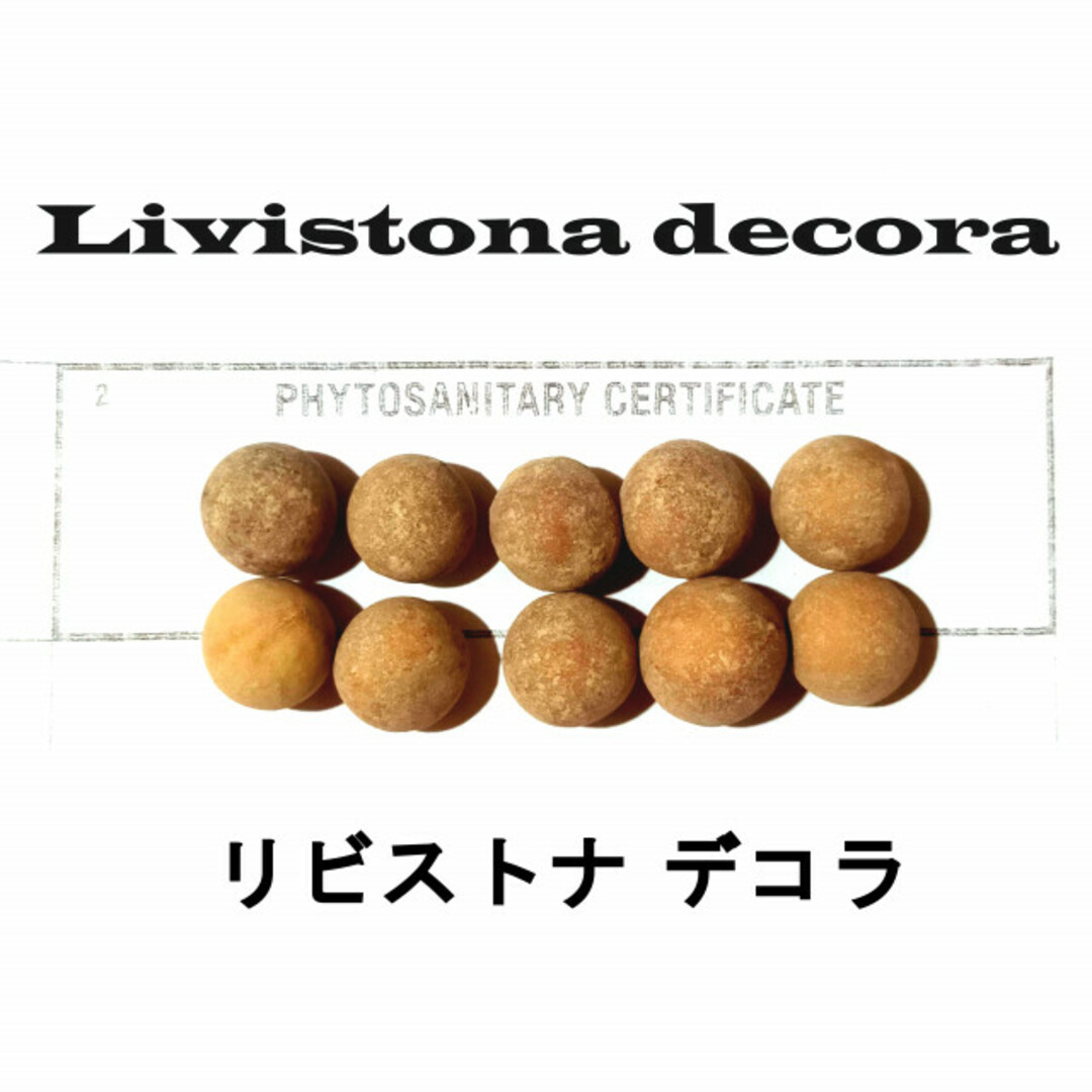 4月入荷 50粒+ リビストナ デコラ 種子 種 Livistona ハンドメイドのフラワー/ガーデン(その他)の商品写真